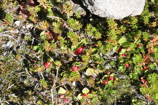 Gaultheria humifusa (R. Grah.) Rydb. resmi