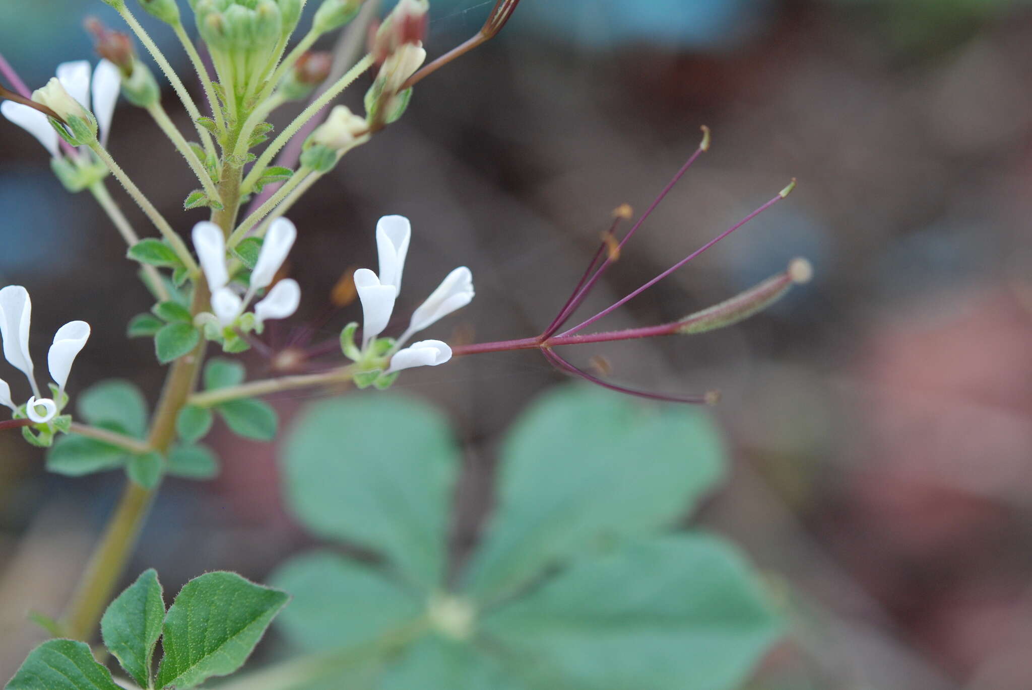 Слика од Gynandropsis