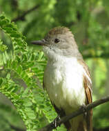 Image of Ash-throated Flycatcher