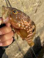 Image of Hong Kong Grouper