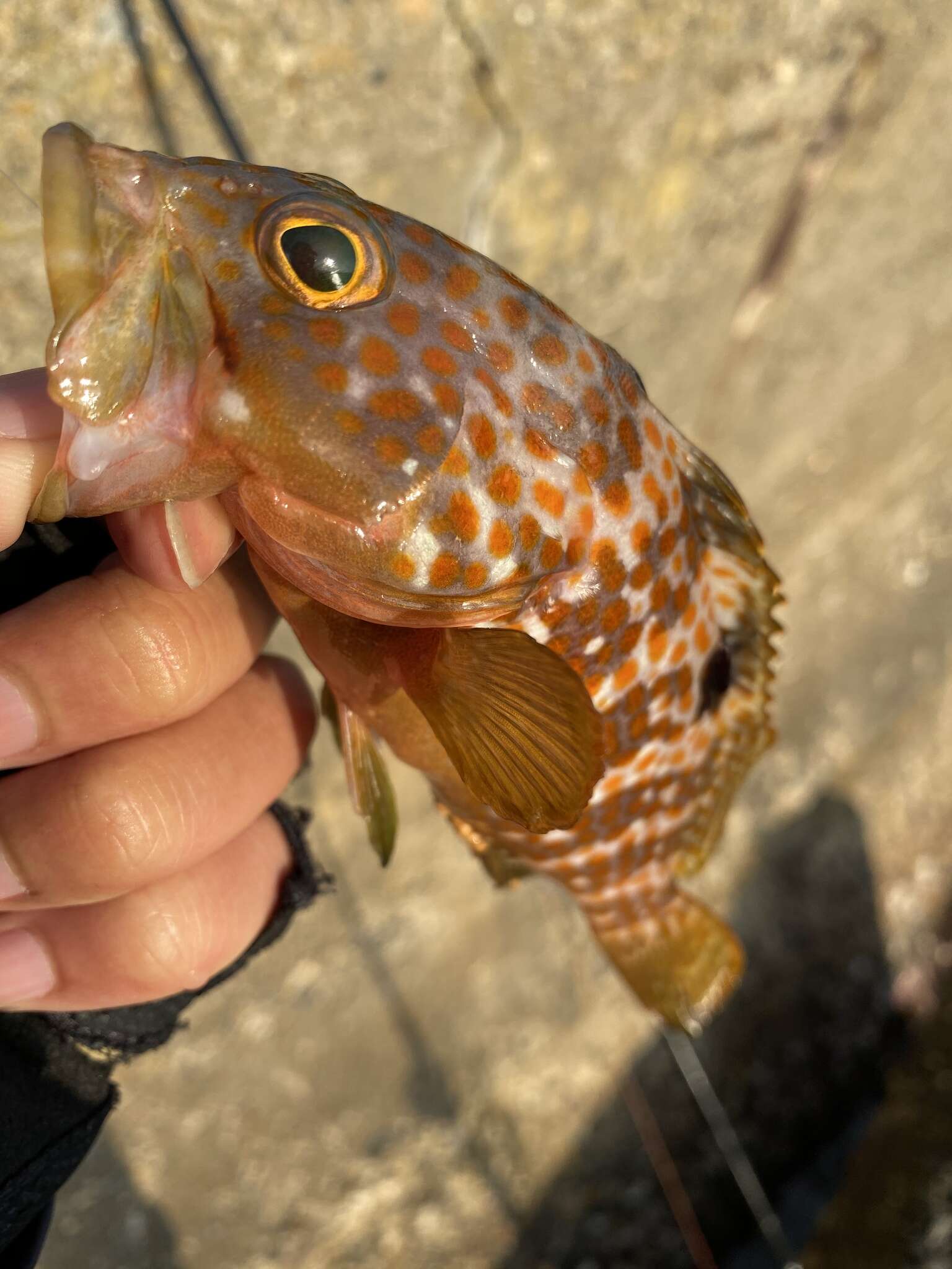 Epinephelus akaara (Temminck & Schlegel 1842) resmi