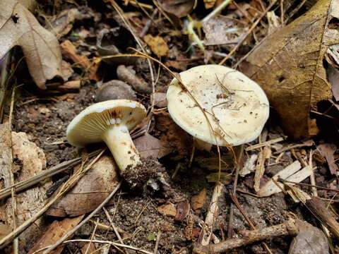 Image de Lactifluus luteolus (Peck) Verbeken 2012