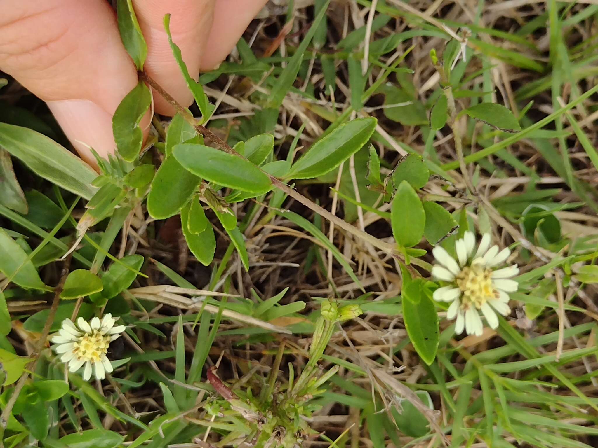 Image of Eclipta elliptica DC.