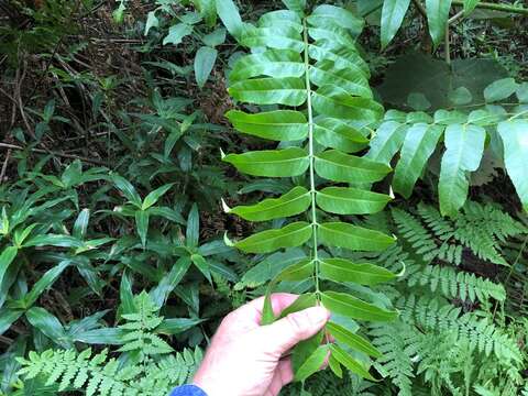 Image of Polyscias murrayi (F. Muell.) Harms