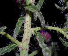 Image of Cretan viper's bugloss