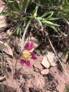 Imagem de Anemone multifida subsp. multifida