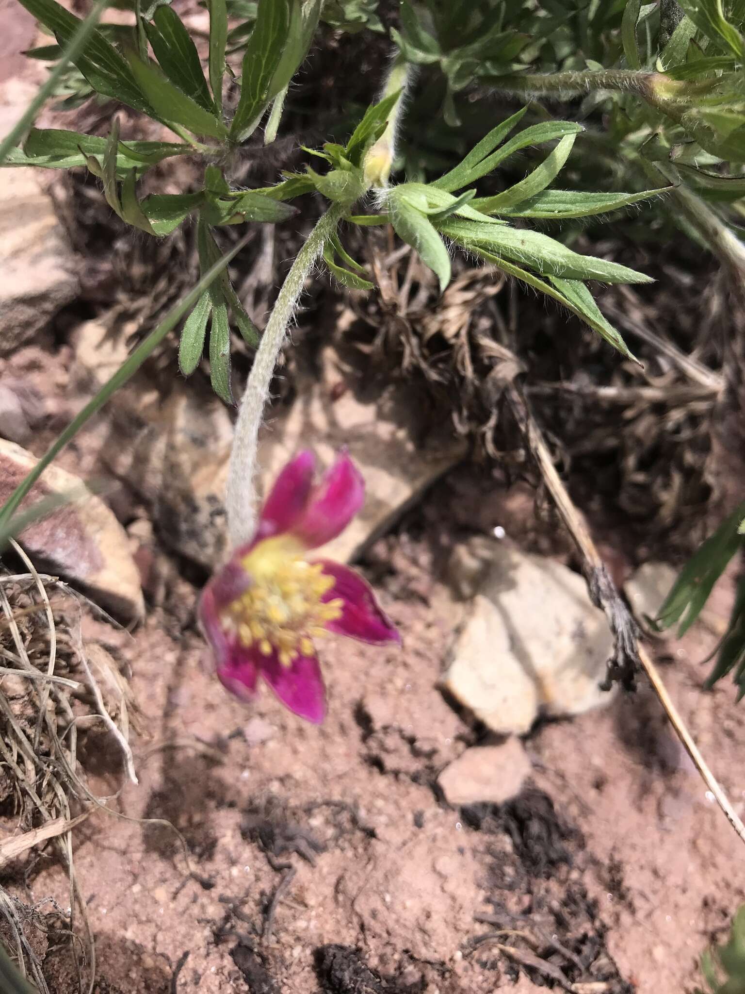 Imagem de Anemone multifida subsp. multifida