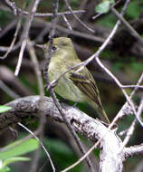 Empidonax occidentalis Nelson 1897的圖片