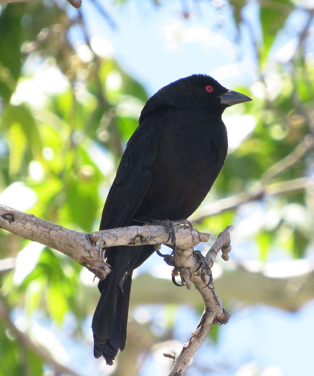 Image of Bronzed Cowbird