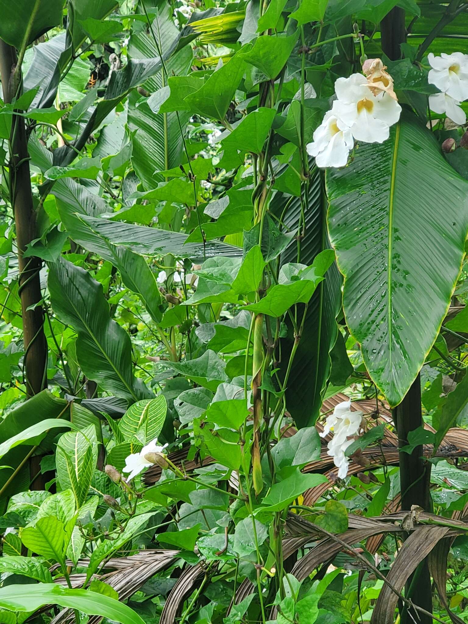 Image of Thunbergia grandiflora f. alba Leonard