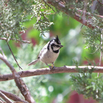 Image de Mésange arlequin