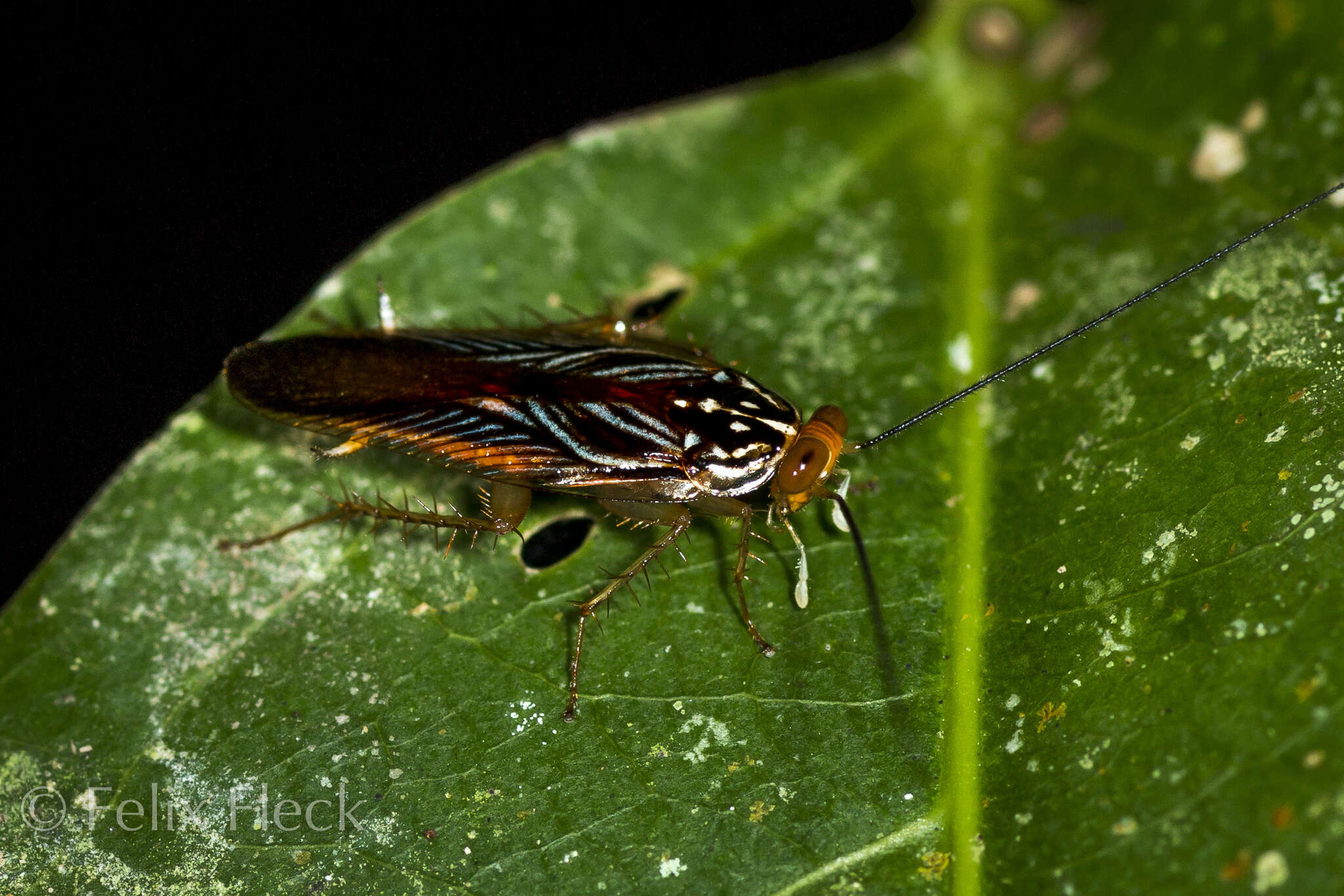 Image of Euphyllodromia angustata (Latreille 1811)