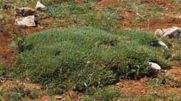 Image of Astragalus angustifolius Lam.