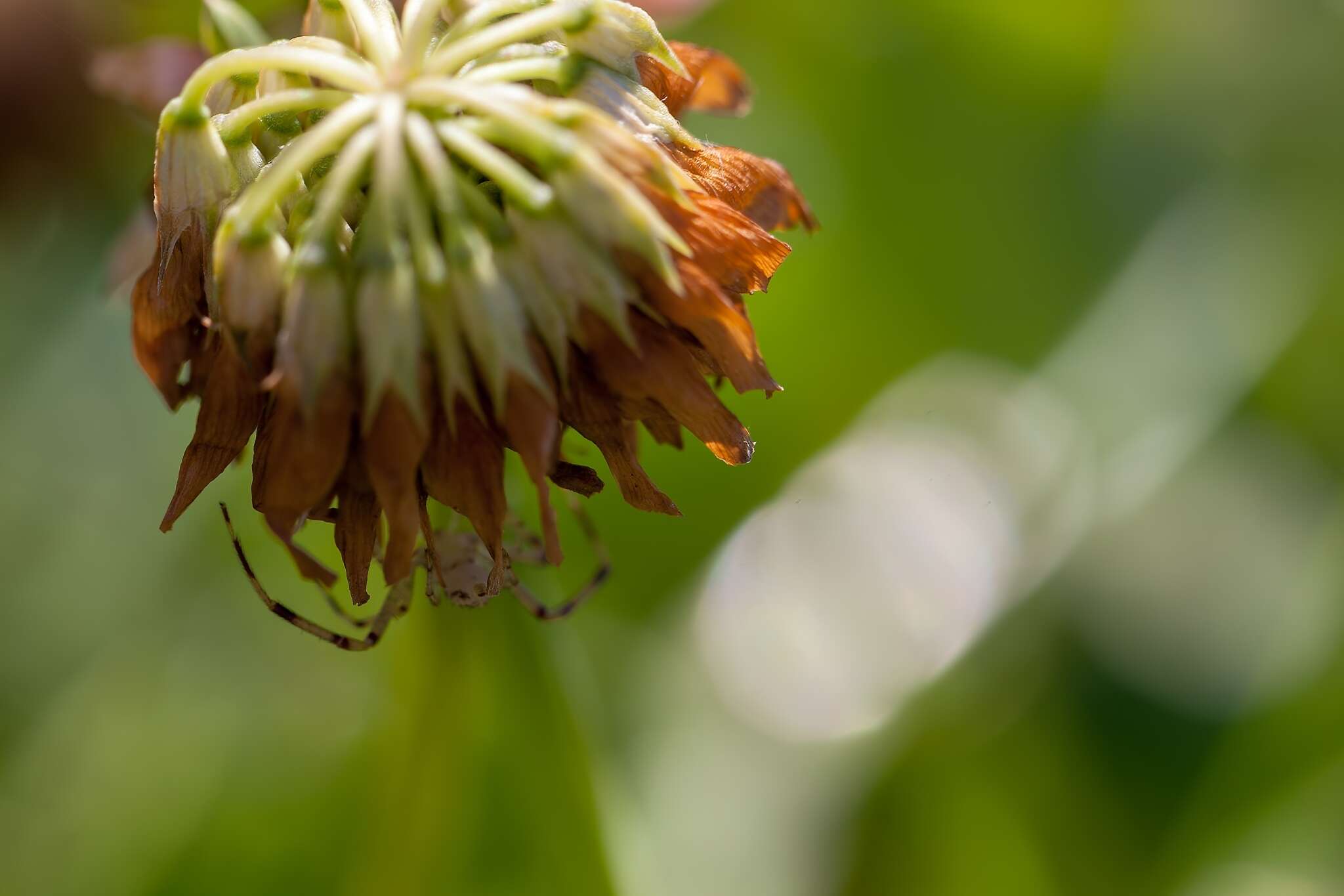 Image of Swift Crab Spider