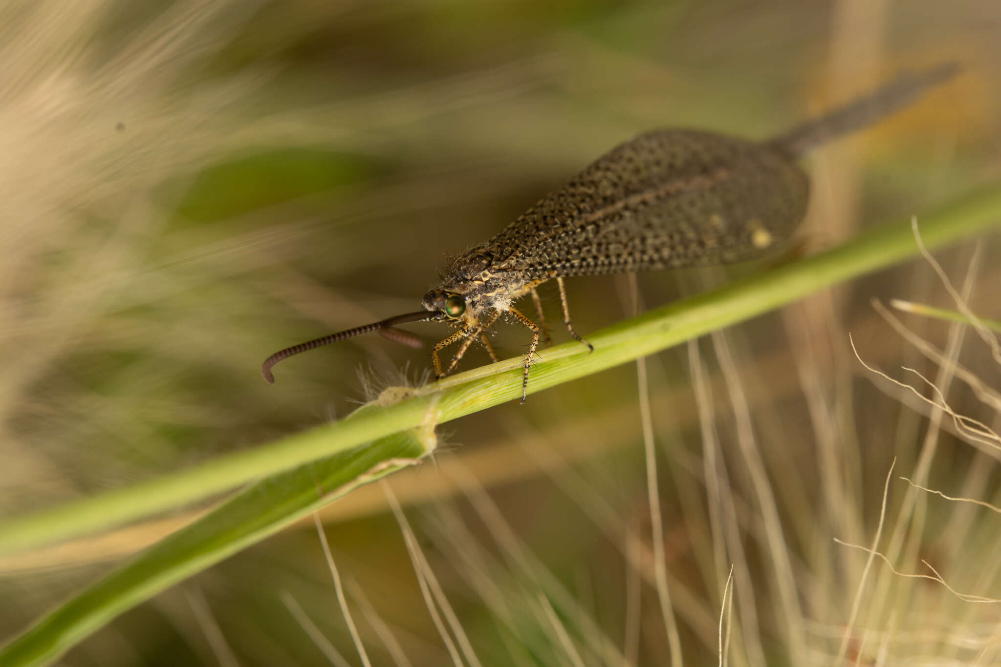 Слика од Brachynemurus versutus (Walker 1853)