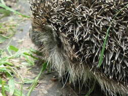 Image of Northern White-Breasted Hedgehog