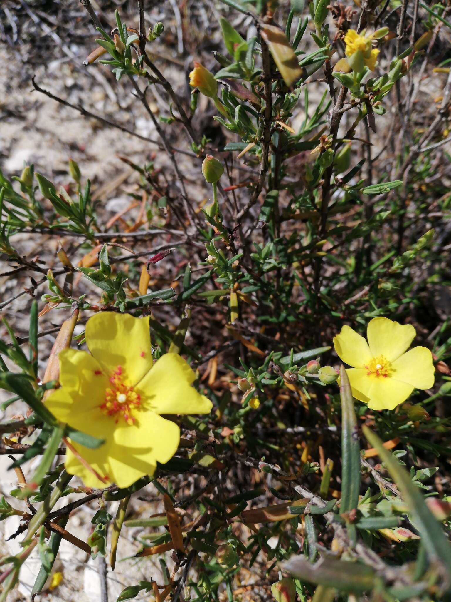 Image of Yellow Rock Rose