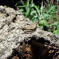 Image of House Wren