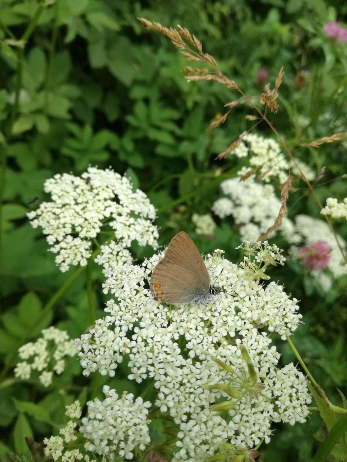 صورة Satyrium acaciae (Fabricius 1787)