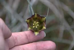 Image of Fritillaria messanensis subsp. sphaciotica (Gand.) Kamari & Phitos