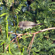 Image of Auriparus Baird & SF 1864