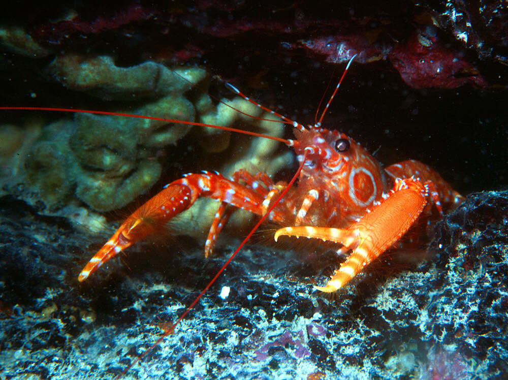 Image of bullseye reef lobster