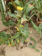 Sonchus megalocarpus (Hook. fil.) J. Black resmi