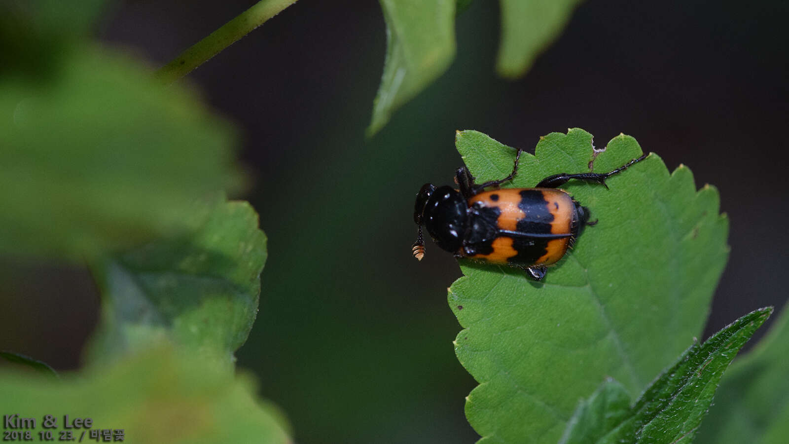 Imagem de Nicrophorus (Nicrophorus) quadripunctatus (Kraatz 1877)