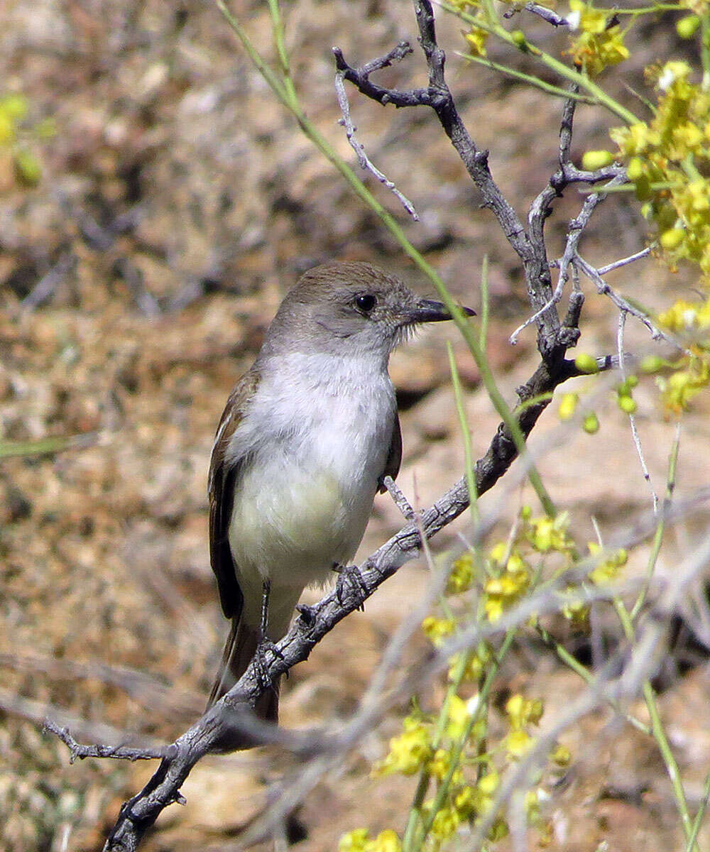 Image of Ash-throated Flycatcher