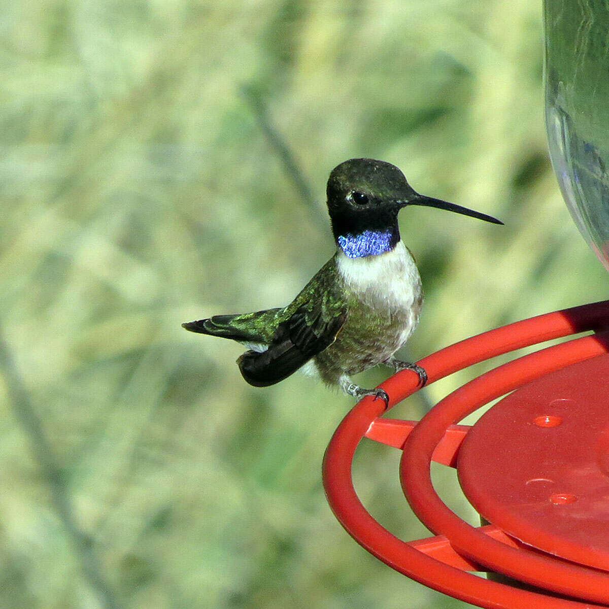 Image of Black-chinned Hummingbird