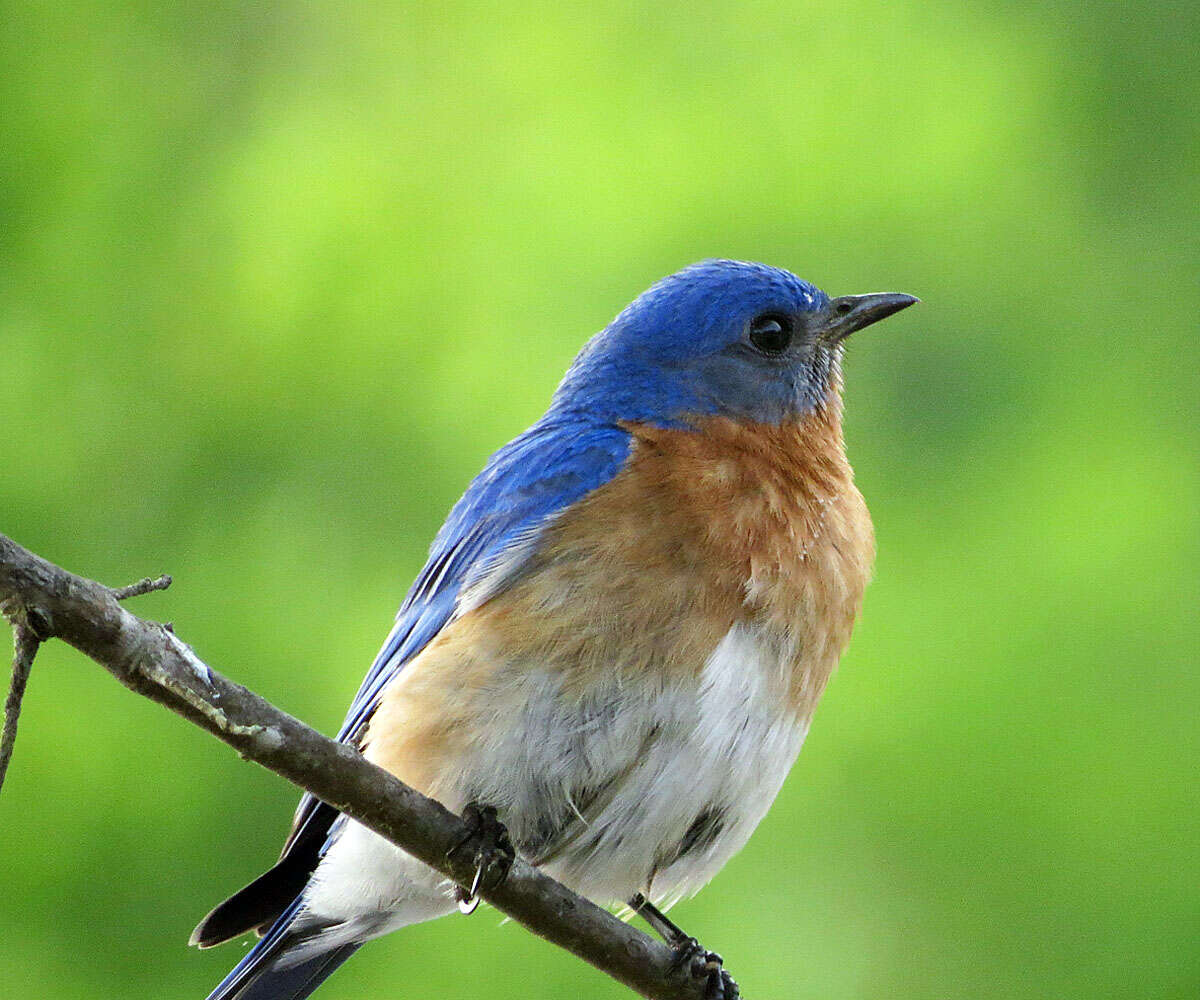 Image of Eastern Bluebird