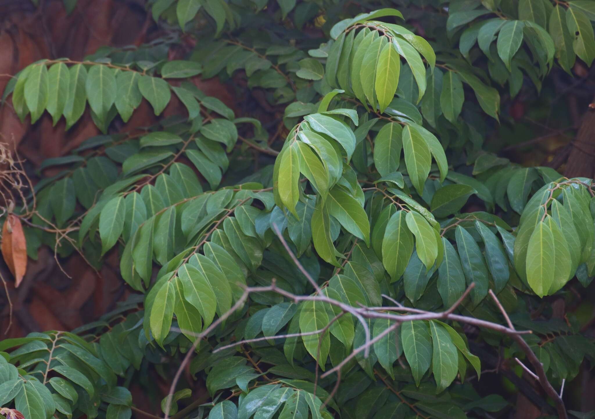 Image of Ventilago madraspatana Gaertn.