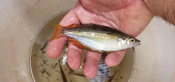 Image of Banded rainbowfish