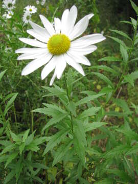 Leucanthemella resmi