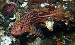 Image of Greenstriped rockfish