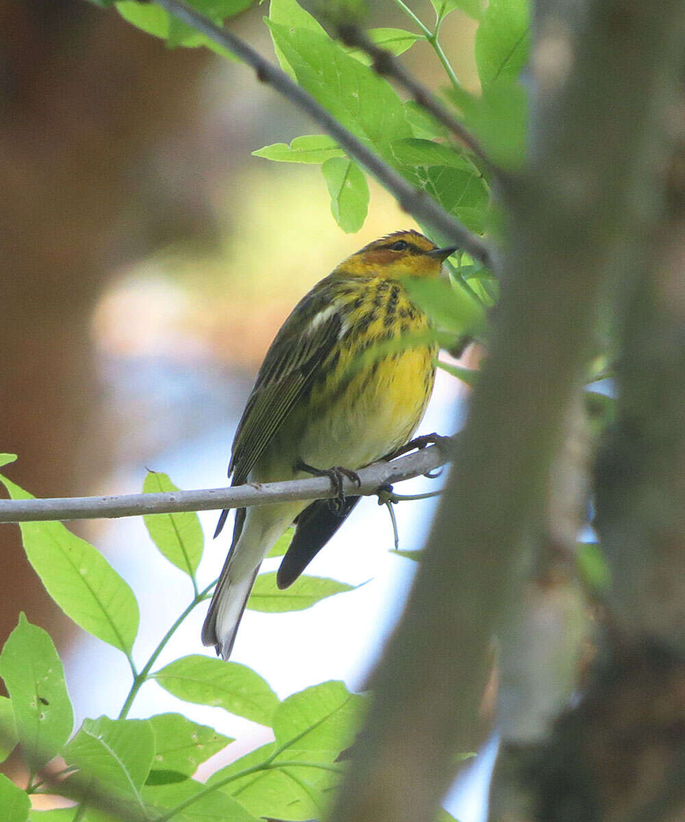 Image of Cape May Warbler