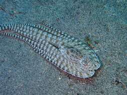 Image of Indonesian mimic octopus