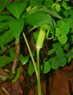 Image of arisaema