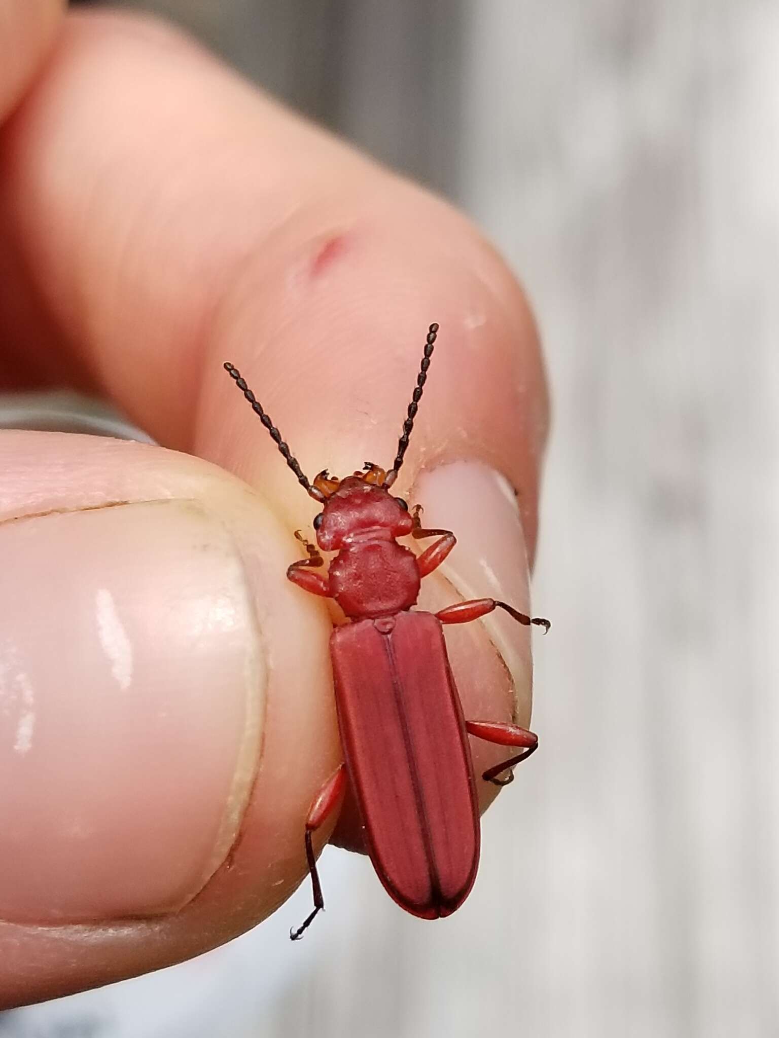 Image of Red Flat Bark Beetle