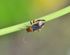 Слика од Capsus cinctus (Kolenati 1845)