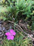 صورة Dianthus pontederae A. Kerner