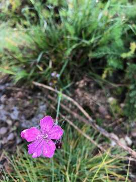 صورة Dianthus pontederae A. Kerner