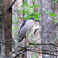 Image of Night Herons