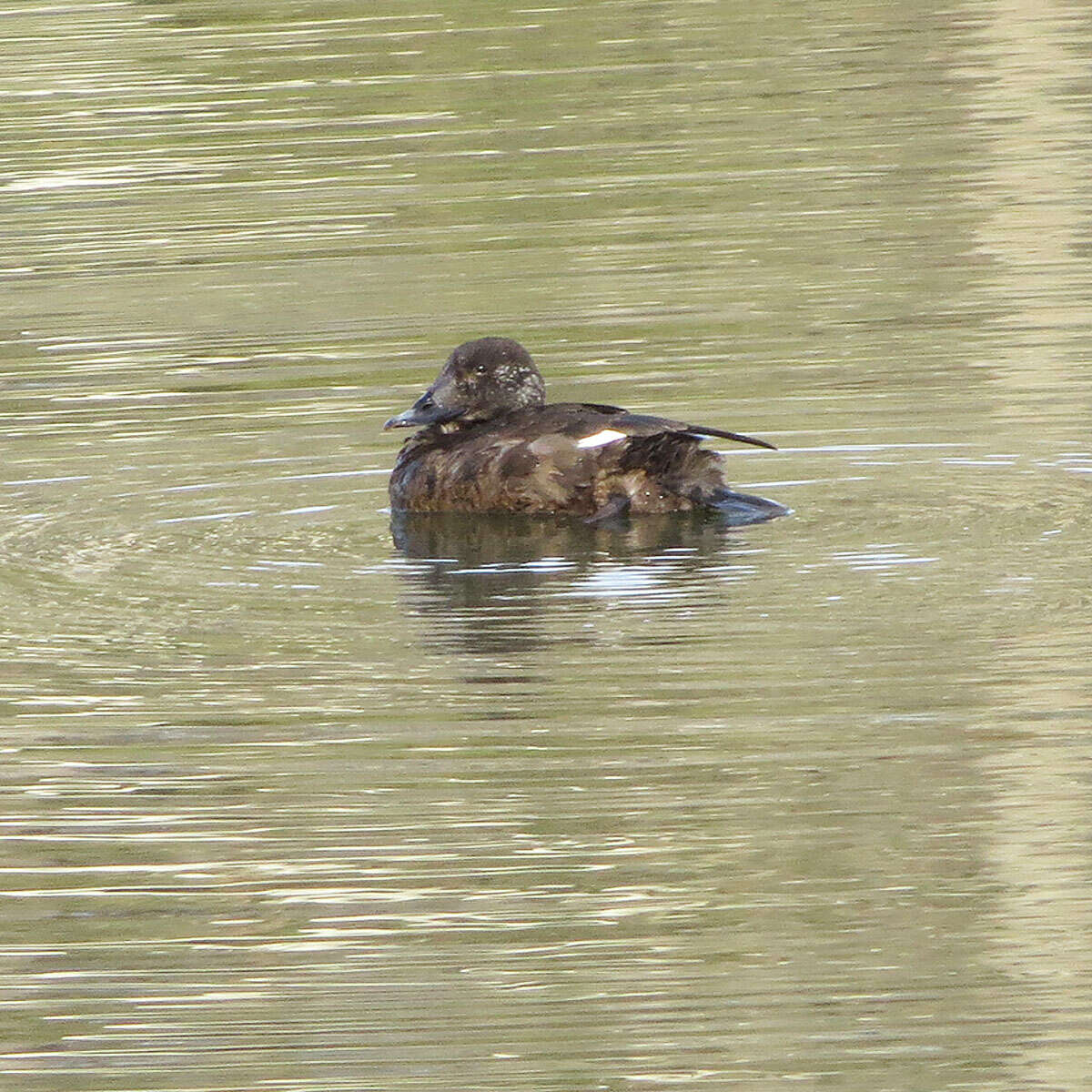 Image of White-winged Scoter