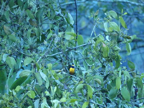 Imagem de Euphonia saturata (Cabanis 1861)