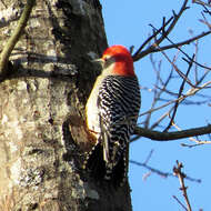 Image of Red-bellied Woodpecker