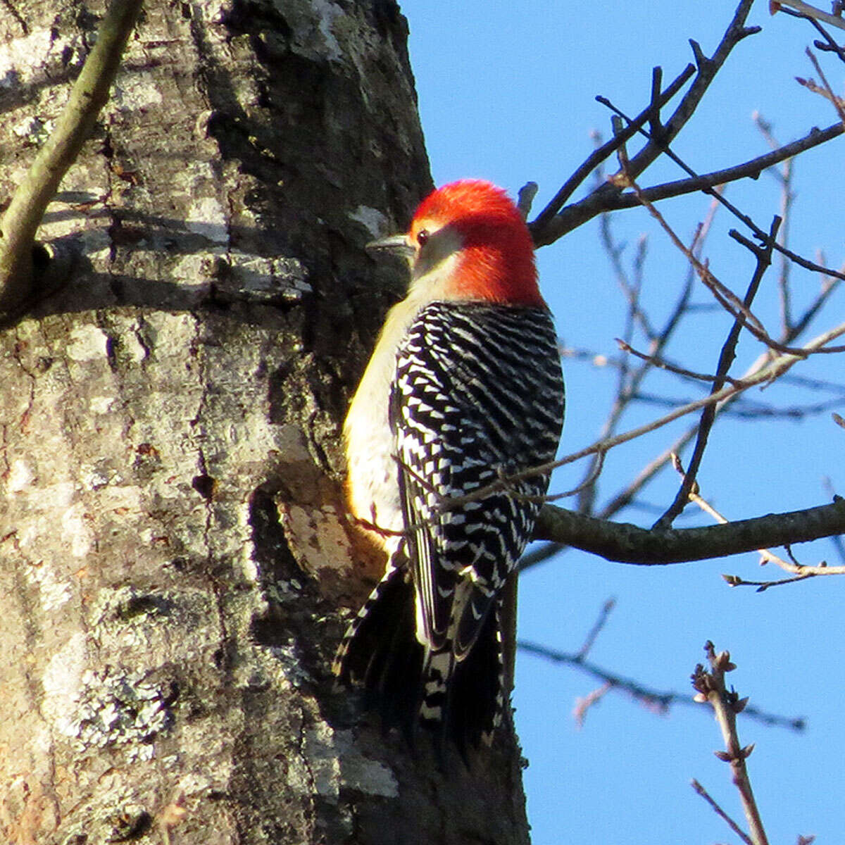 Image of Red-bellied Woodpecker