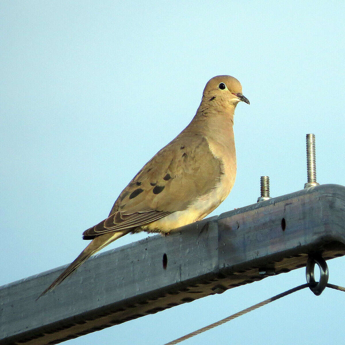 Image of American Mourning Dove