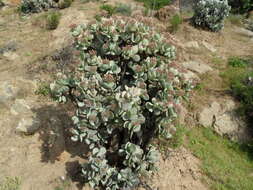 Image of Crassula arborescens subsp. arborescens