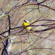 Geothlypis trichas (Linnaeus 1766) resmi